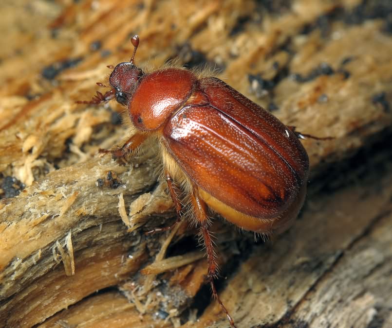 Holochelus aequinoctialis (Herbst, 1790)